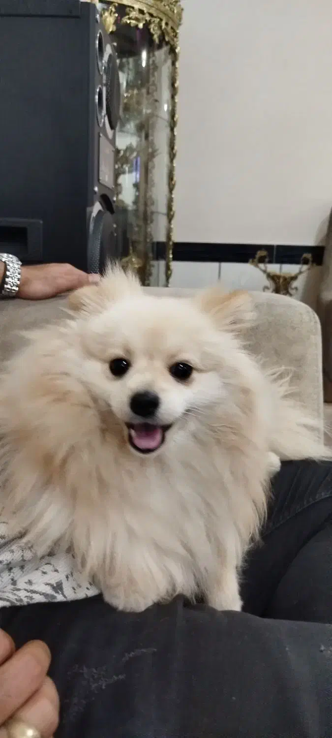 پامرانین|سگ|بناب, |دیوار