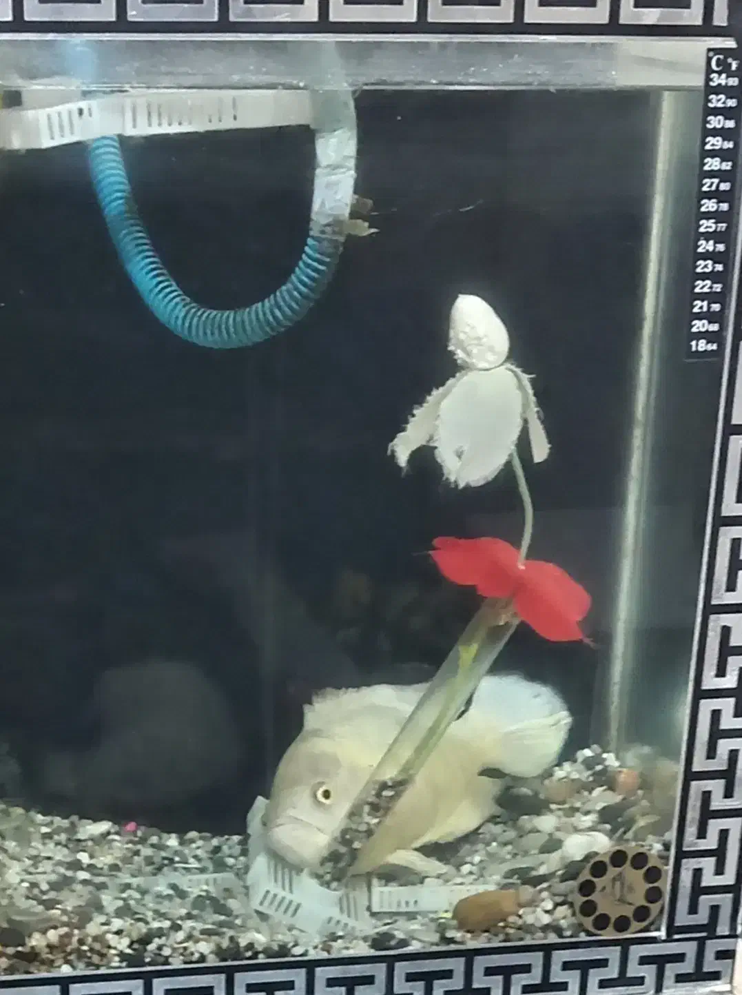 ماهی اسکار|ماهی|محمدشهر, شهرک پیام (مهرالبرز)|دیوار