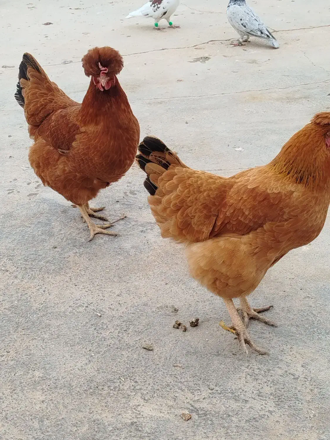 دوتا مرغ تخم کن خوش رنگ|حیوانات مزرعه|دشتابی, |دیوار