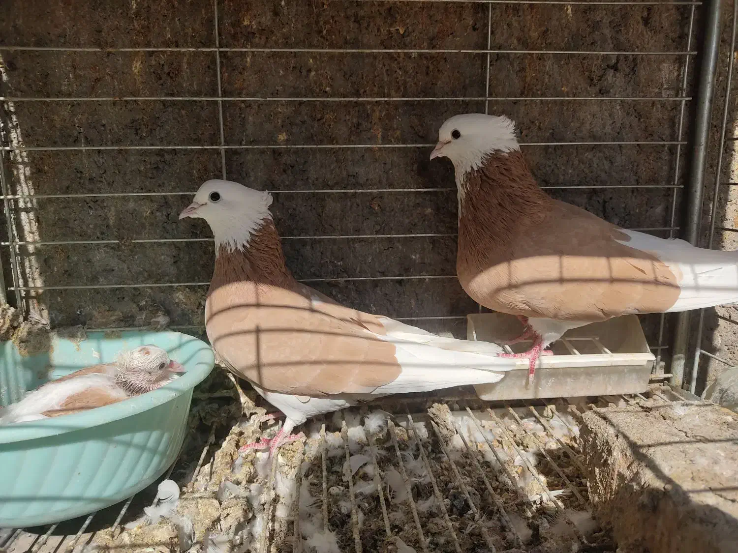 کبوتر شازده|پرنده|اردکان, |دیوار