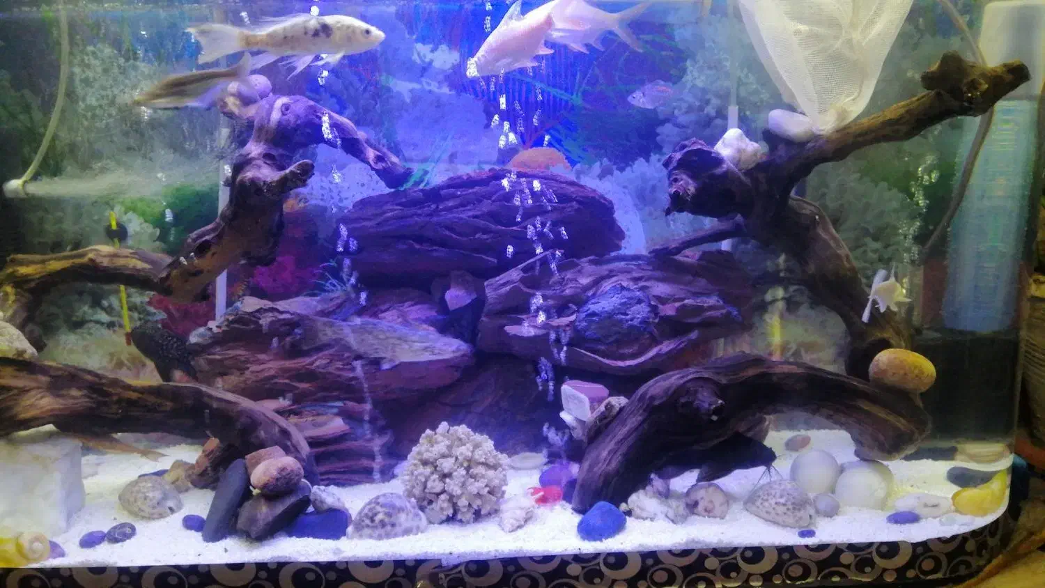 چهارپایه و اکواریوم|ماهی|مشهد, مصلی (کارمندان اول)|دیوار