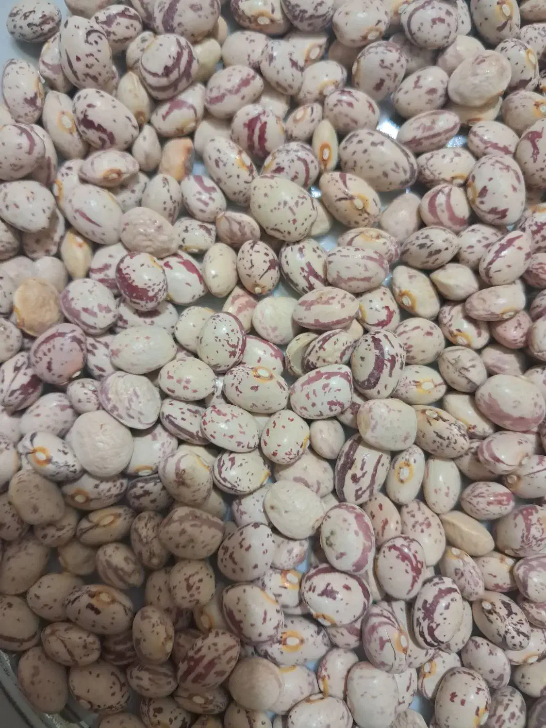 لوبیا چیتی|خوردنی و آشامیدنی|مرودشت, ابوذر شمالی‎|دیوار