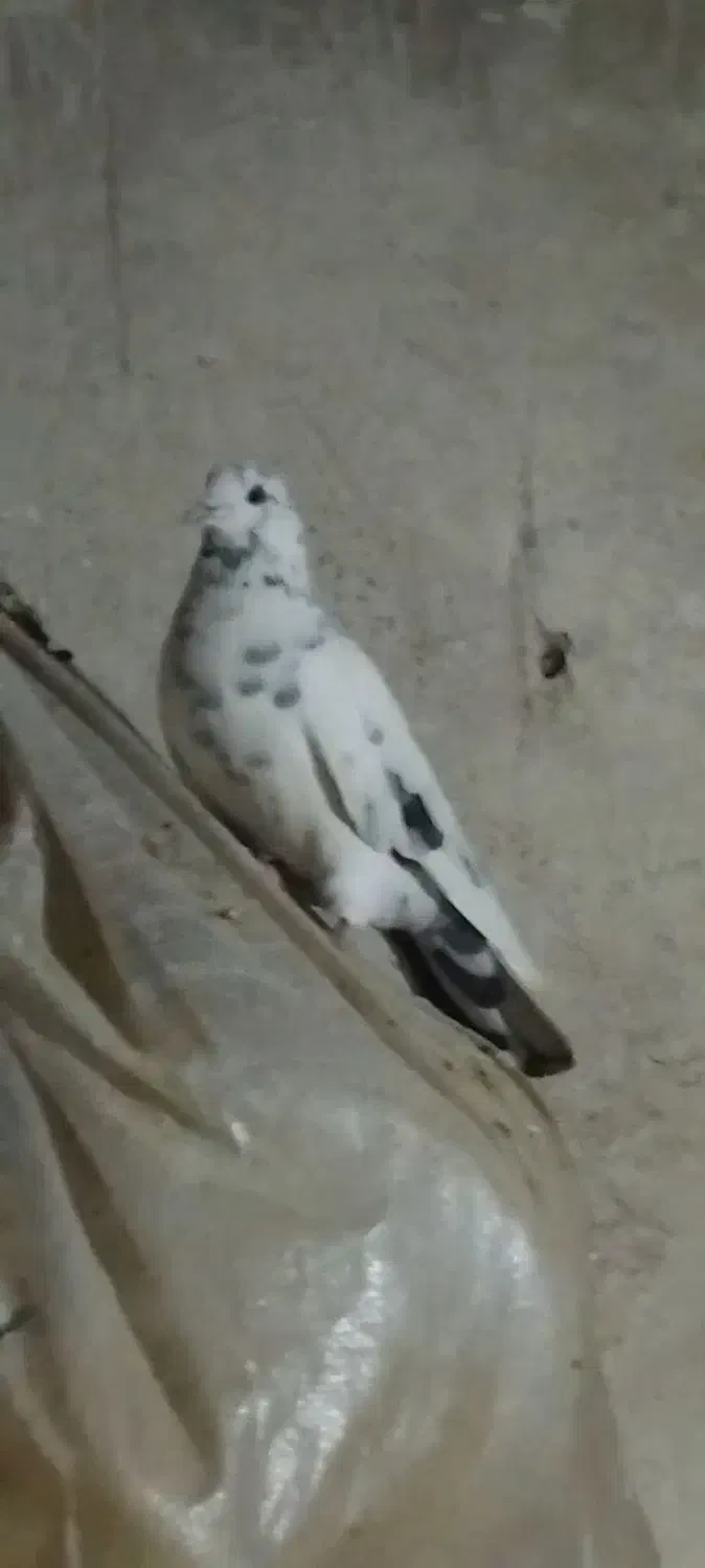 کبوتر|پرنده|چالدران, |دیوار