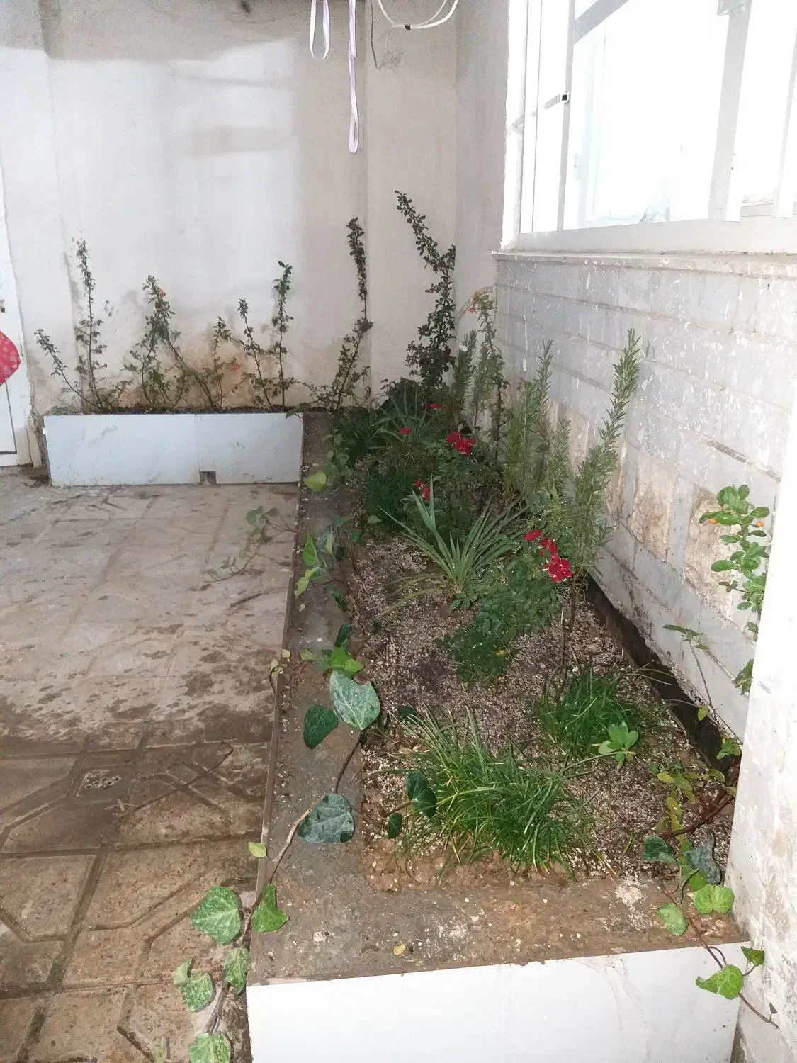 اجاره آپارتمان هدایت همکف راه جدا|اجارهٔ آپارتمان|مشهد, رستگار|دیوار