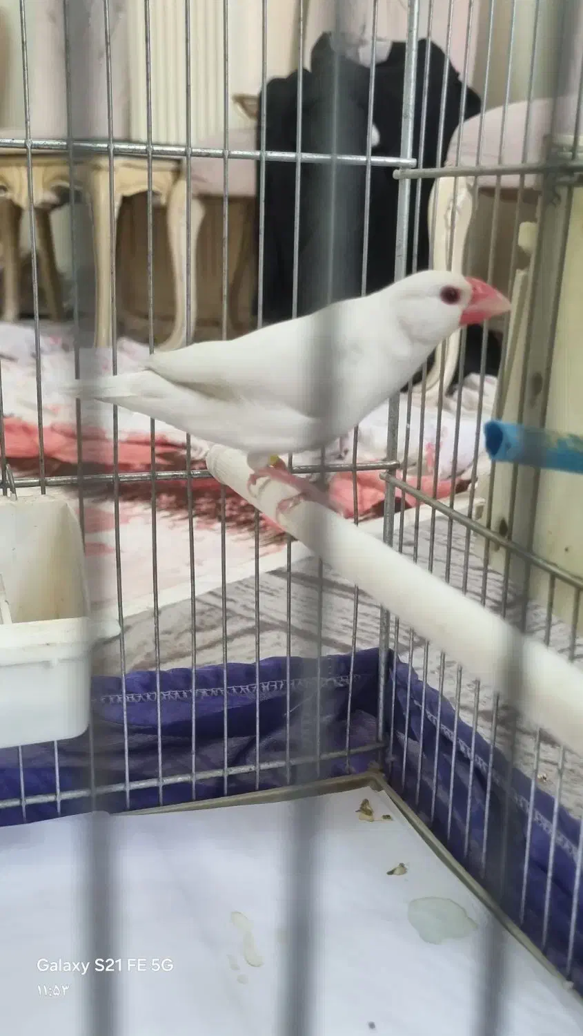 فنچ نرگسی مولد روی تخم معاوضه با قناری|پرنده|تهران, نیروی دریایی|دیوار