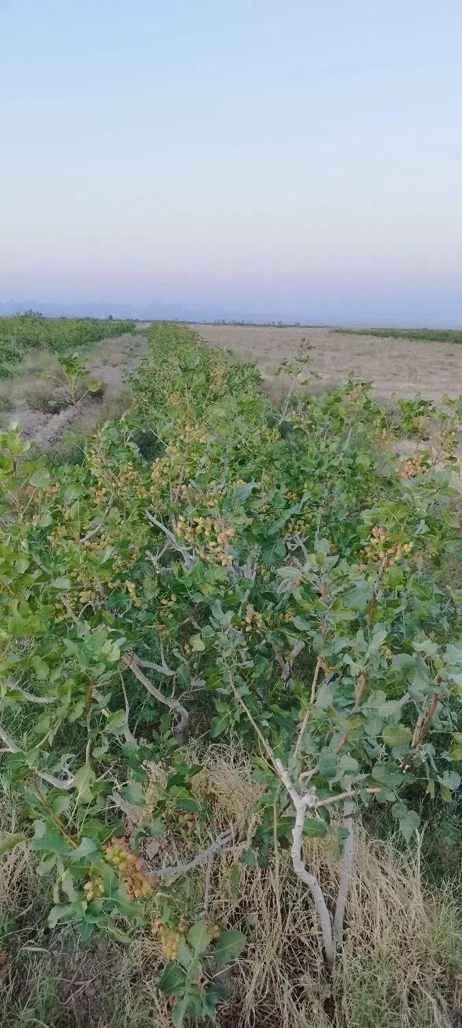 سرمایه گذاری پسته ثمری آب شیرین|فروش دفتر صنعتی، کشاورزی، تجاری|یزد, |دیوار