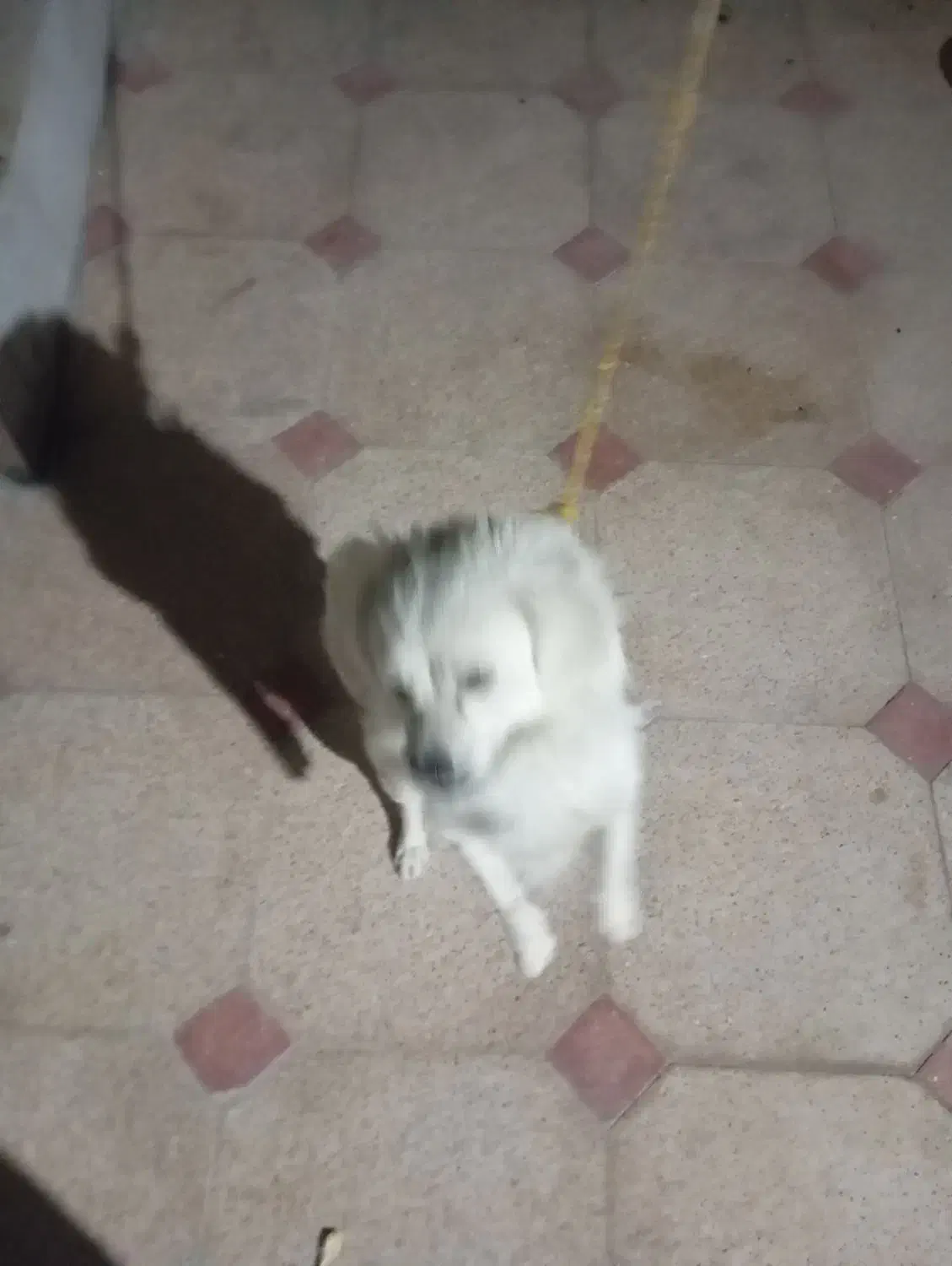 سگ شیتزو حرف گوش کن|سگ|بم, |دیوار