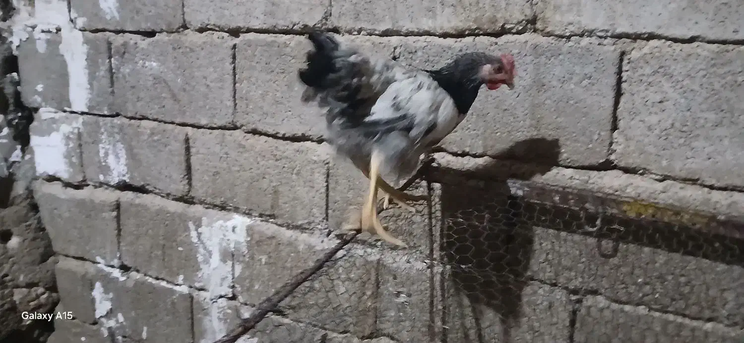 جوجه خروس محلی برای کشتار|حیوانات مزرعه|کوهنجان, |دیوار