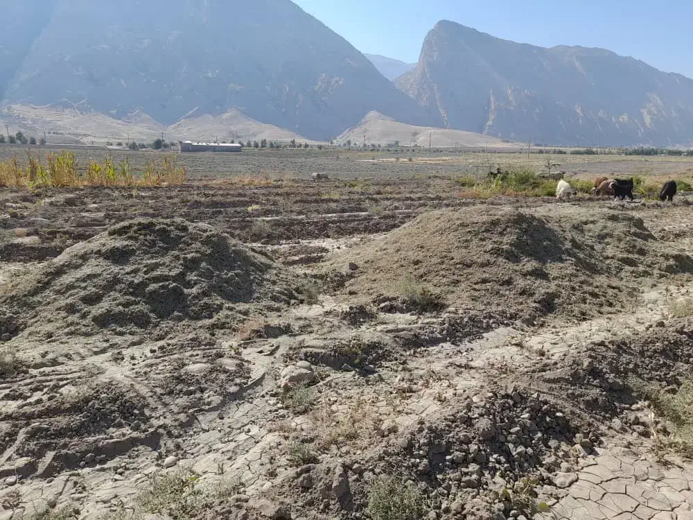 کاه لوبیا|لوازم جانبی حیوانات|دره شهر, |دیوار