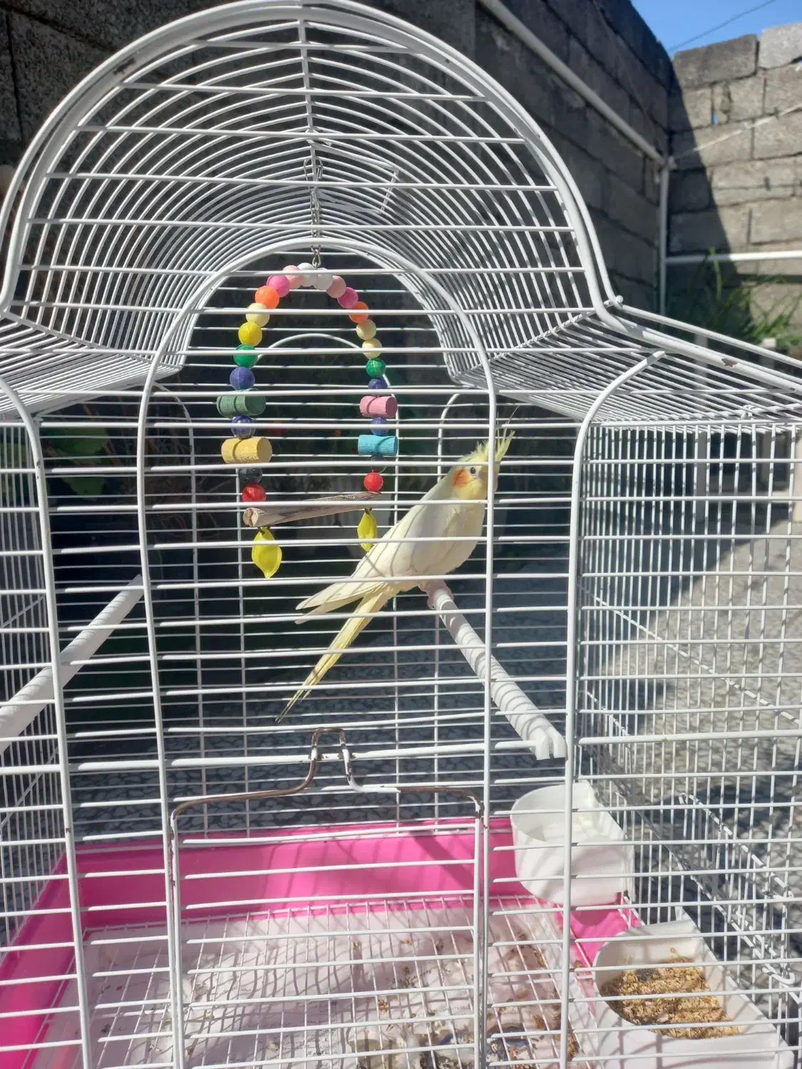 فروش عروس هلندی|پرنده|املش, |دیوار