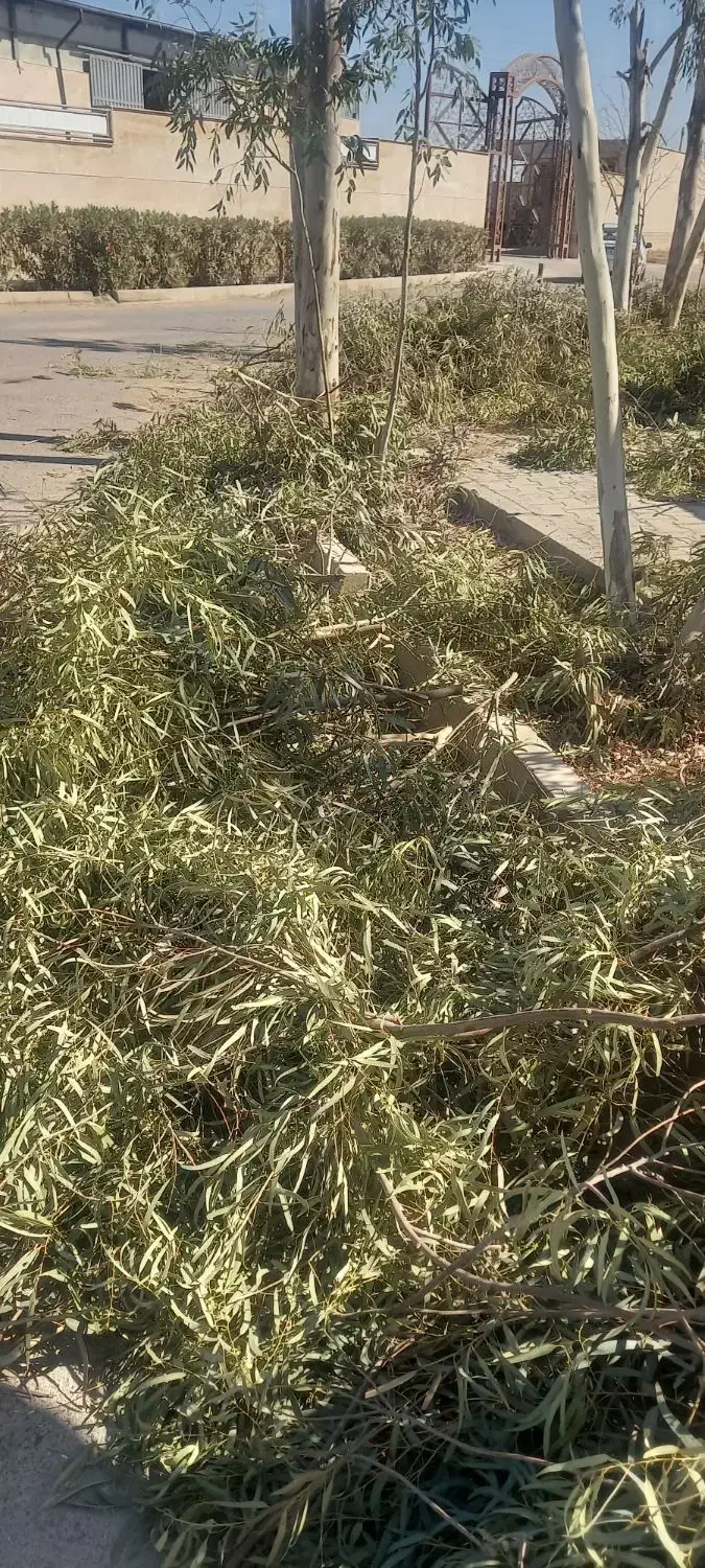 برگ  اکالیپتوس|خدمات باغبانی و درختکاری|قم, زنبیل آباد|دیوار