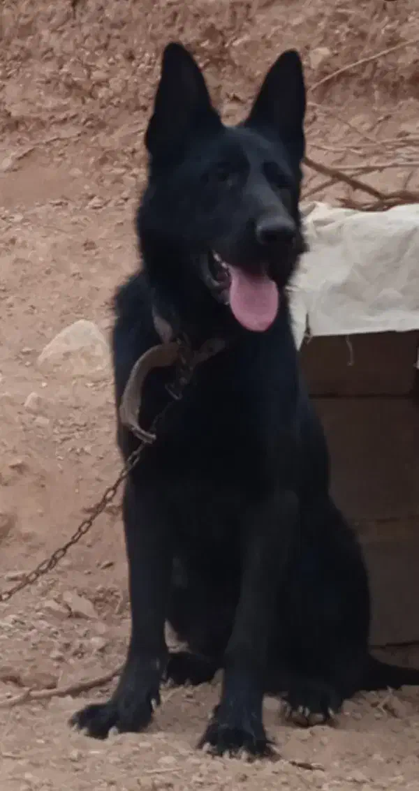 ژرمن سیاه|سگ|اسفراین, |دیوار