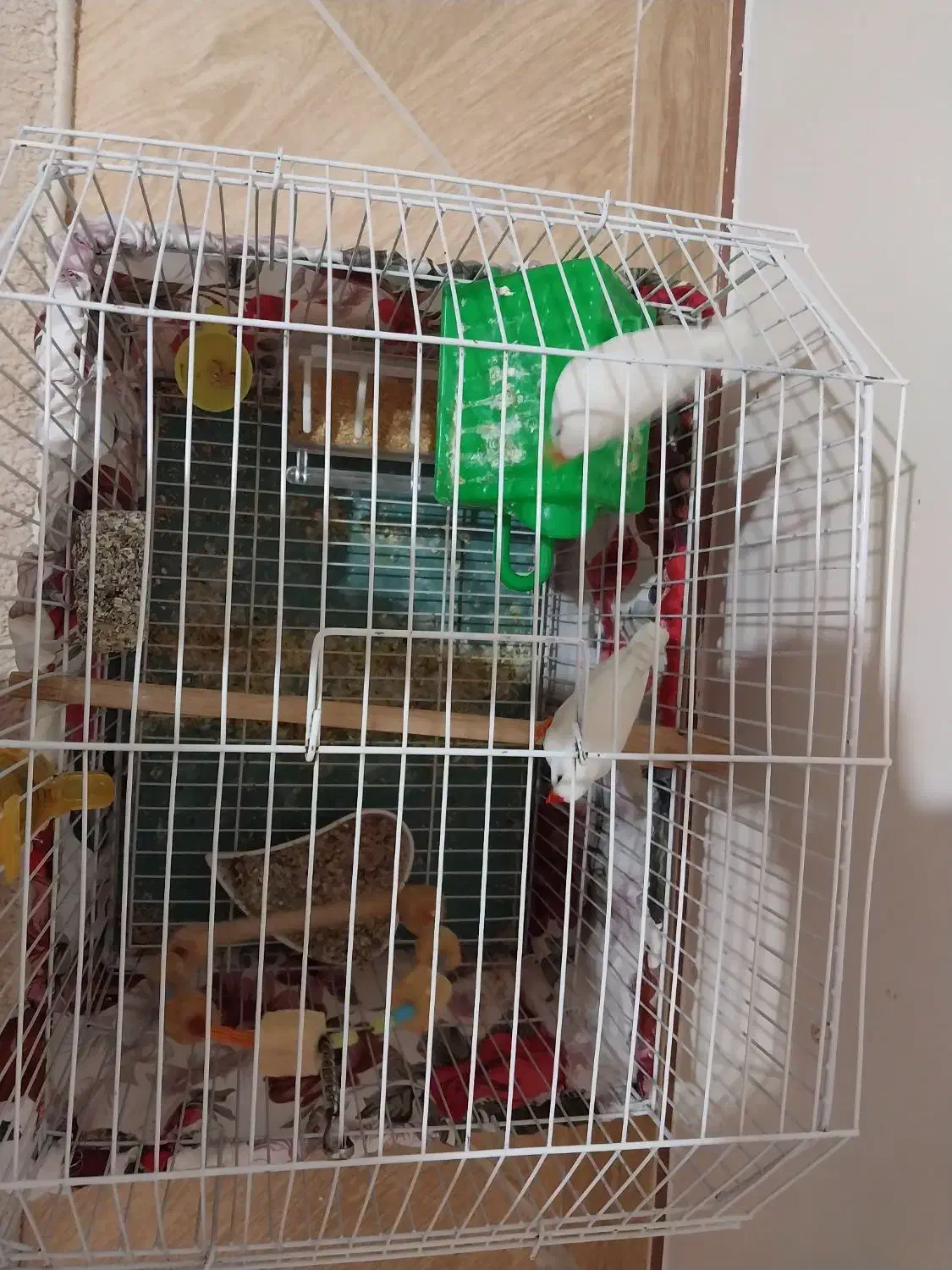 فنچ جفت خورده|پرنده|هشتگرد, هشتگرد قدیم|دیوار