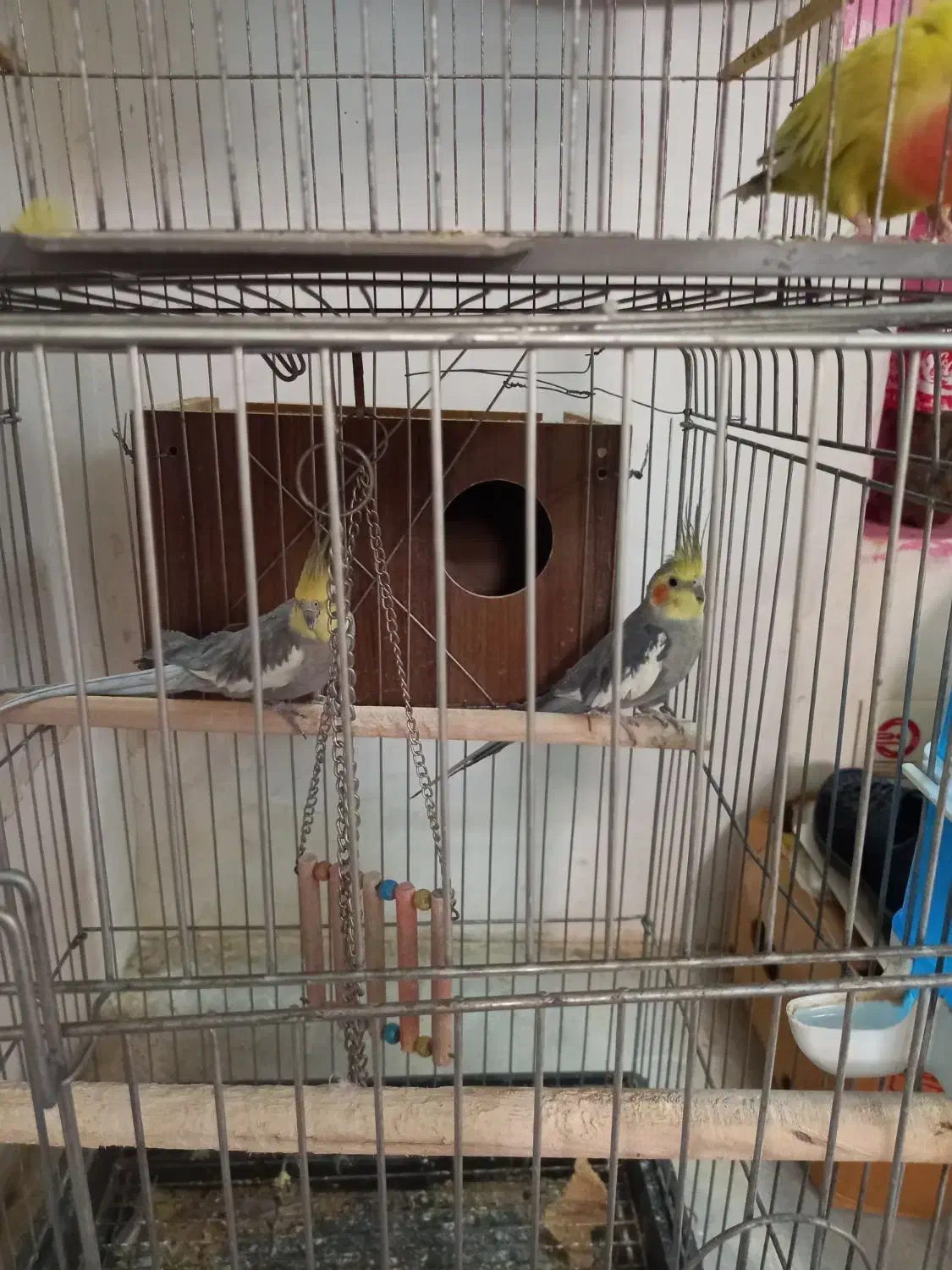 پرنده|پرنده|یزد, |دیوار