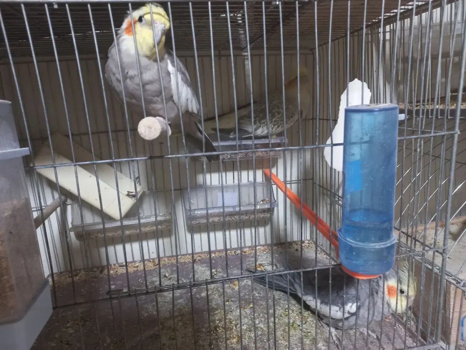 ۳عدد عروس هلندی نر بالغ مست|پرنده|اصفهان, رکن الدوله شرقی|دیوار