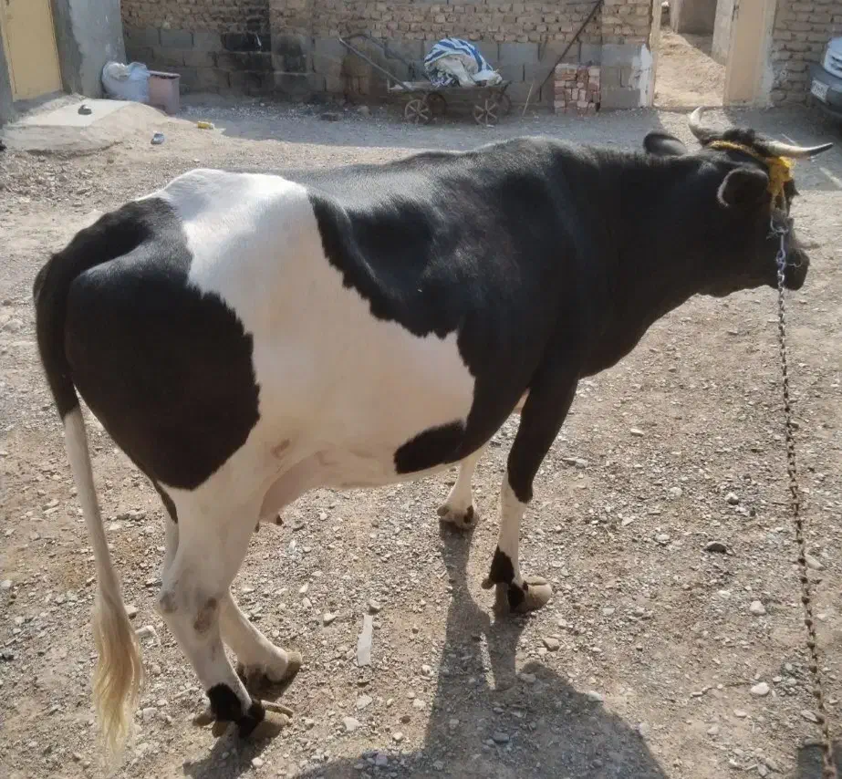 گاو فروشی|حیوانات مزرعه|کرباسک, |دیوار