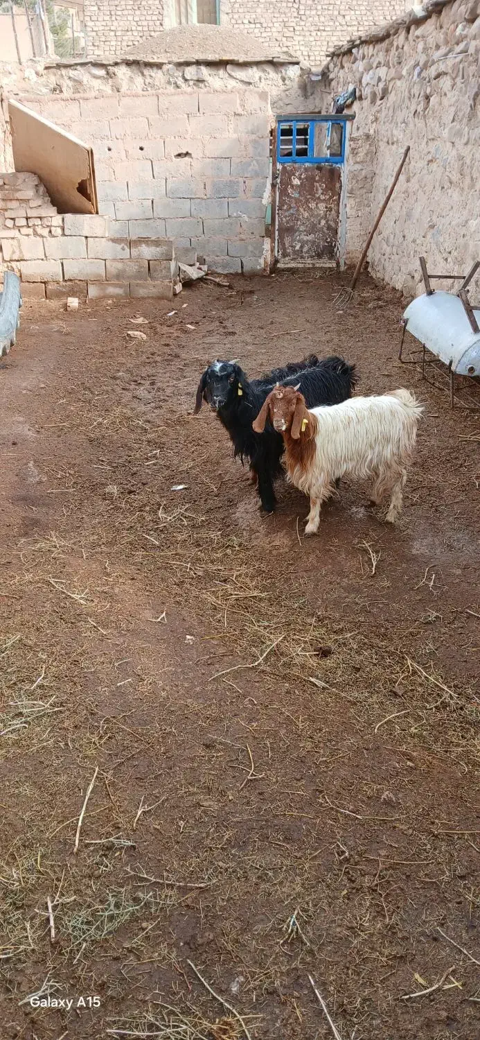 بزغاله|حیوانات مزرعه|سده (خراسان جنوبی), |دیوار