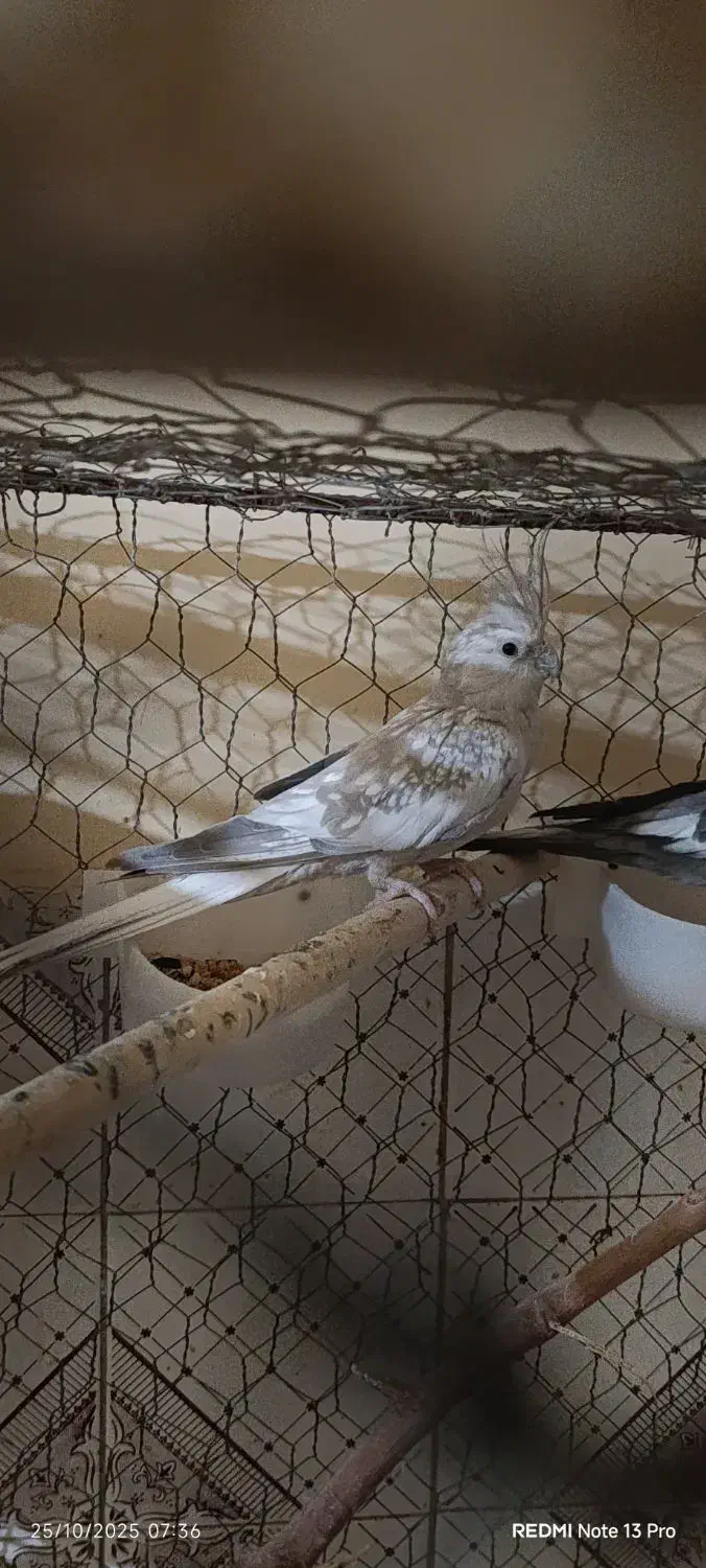 یه جفت|پرنده|محمدیه-قزوین, |دیوار