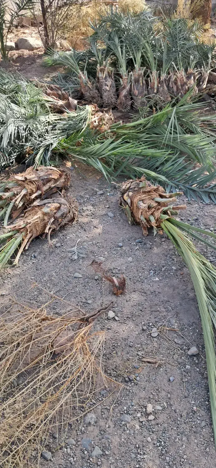 فسیل کنی حرس و فروش فسیل کلیته مرداسنگ مضافتی ..|گل و گیاه طبیعی|جیرفت, |دیوار