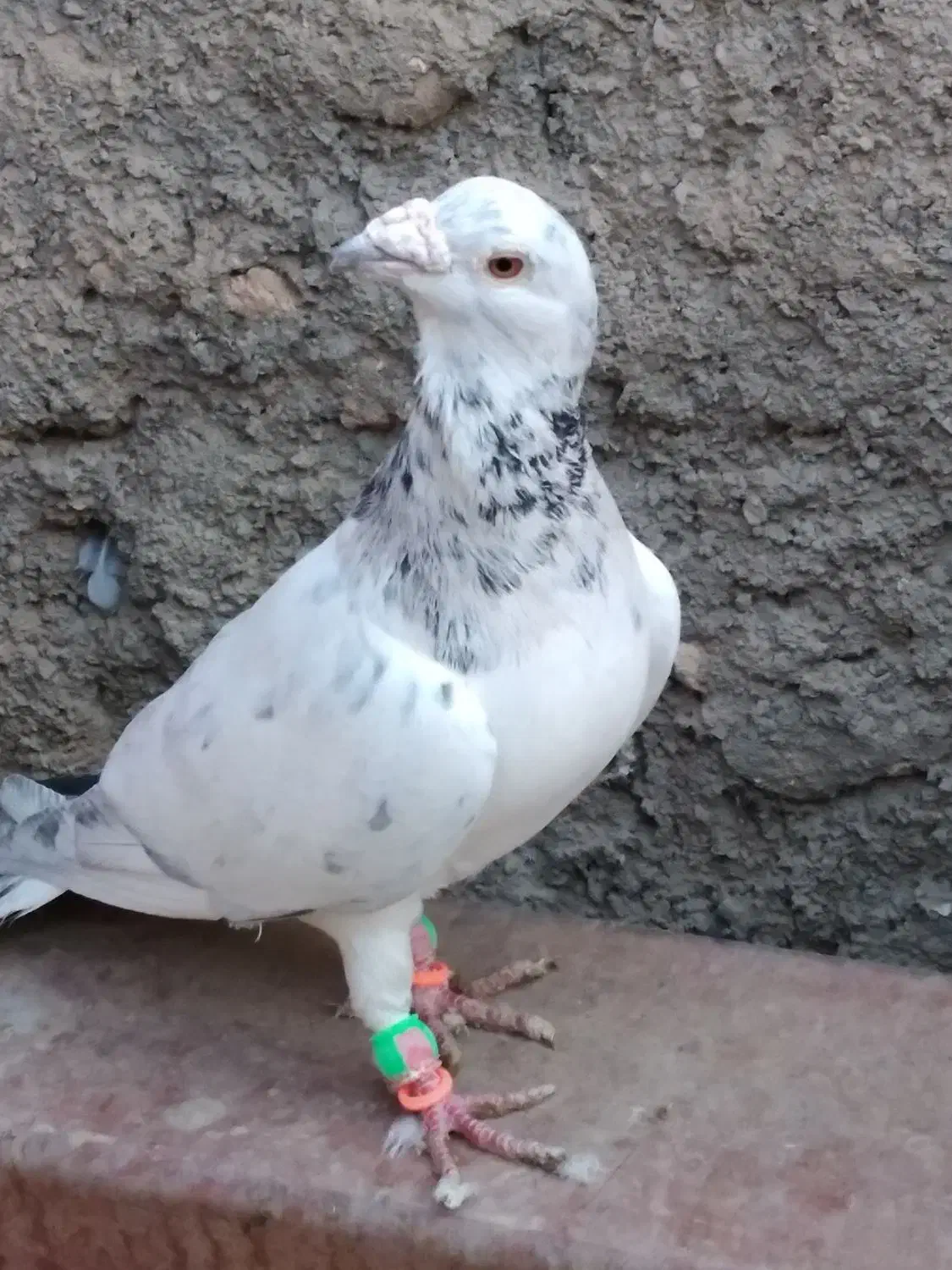 کفتر سار وپولکی قلدور نر|پرنده|مشهد, هفت تیر (نه دره)|دیوار