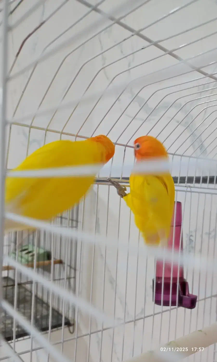 برزیلی اوپال و قناری|پرنده|الوند, |دیوار