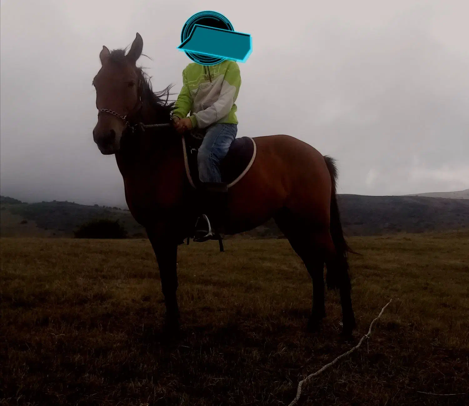 اسب یورقه|اسب و تجهیزات اسب‌سواری|اردبیل, |دیوار