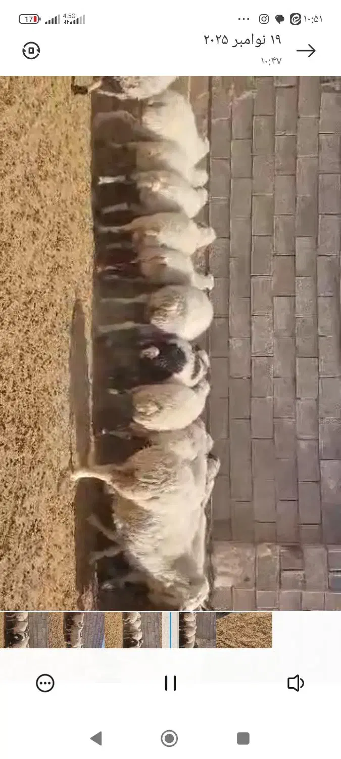 گوسفند میش بره|حیوانات مزرعه|مروست, |دیوار