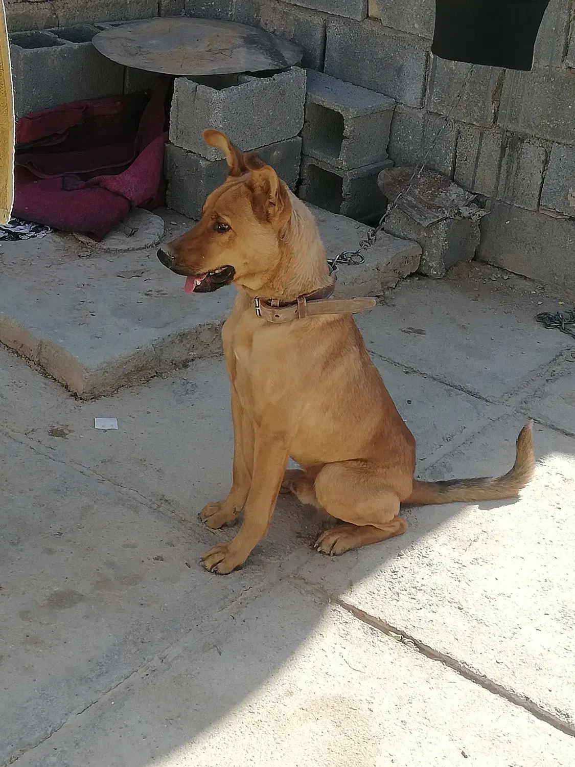 سگ ژرمن مالینویز|سگ|شیراز, بید زرد|دیوار