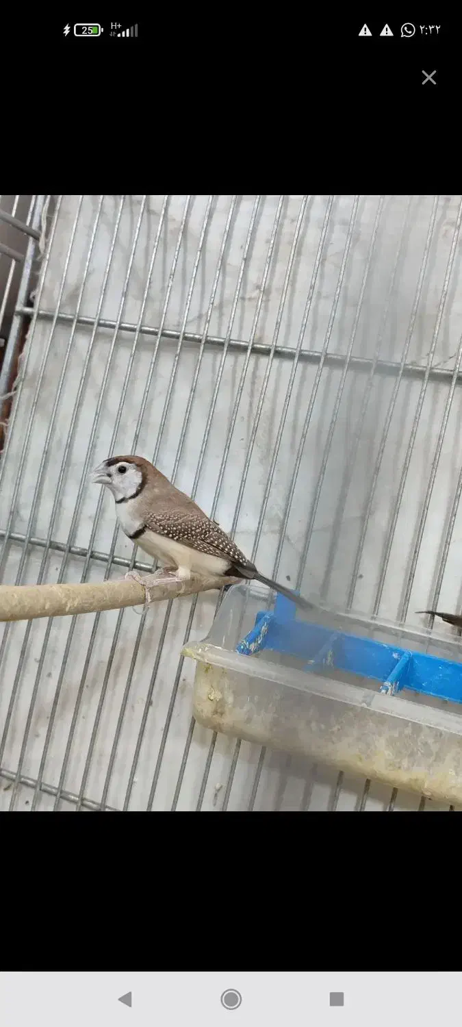 فنچ جغدی نر|پرنده|ایرانشهر, |دیوار