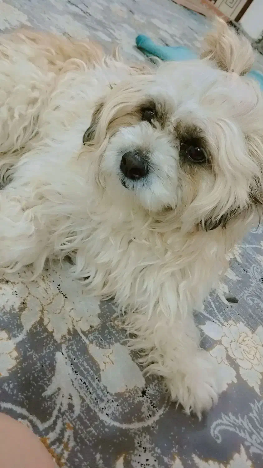 واگذاری سگ باادب|سگ|خرمآباد, |دیوار