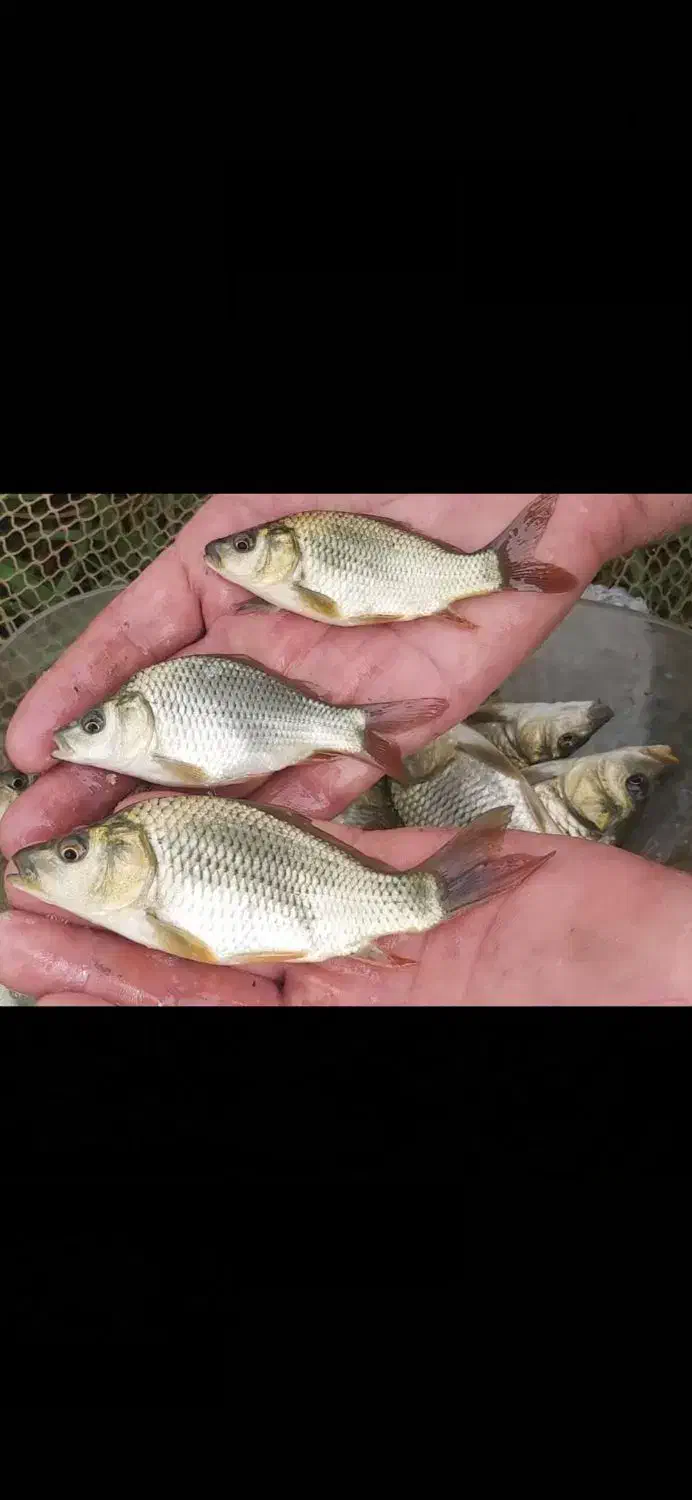 بچه ماهی  پرورشی کپورطلایی و آمور . اسپلش|ماهی|ارومیه, |دیوار