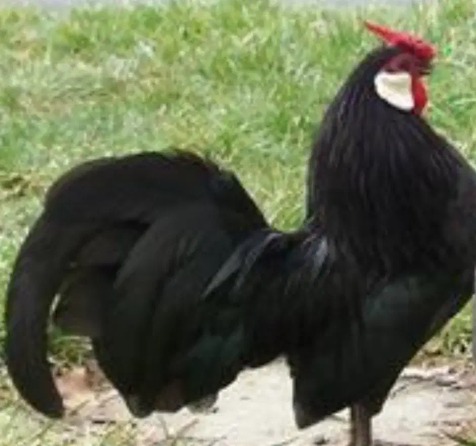 جوجه از مرغ و خروس رزکامپ مشکی ویاندوت اورنج|حیوانات مزرعه|تهران, مشیریه|دیوار