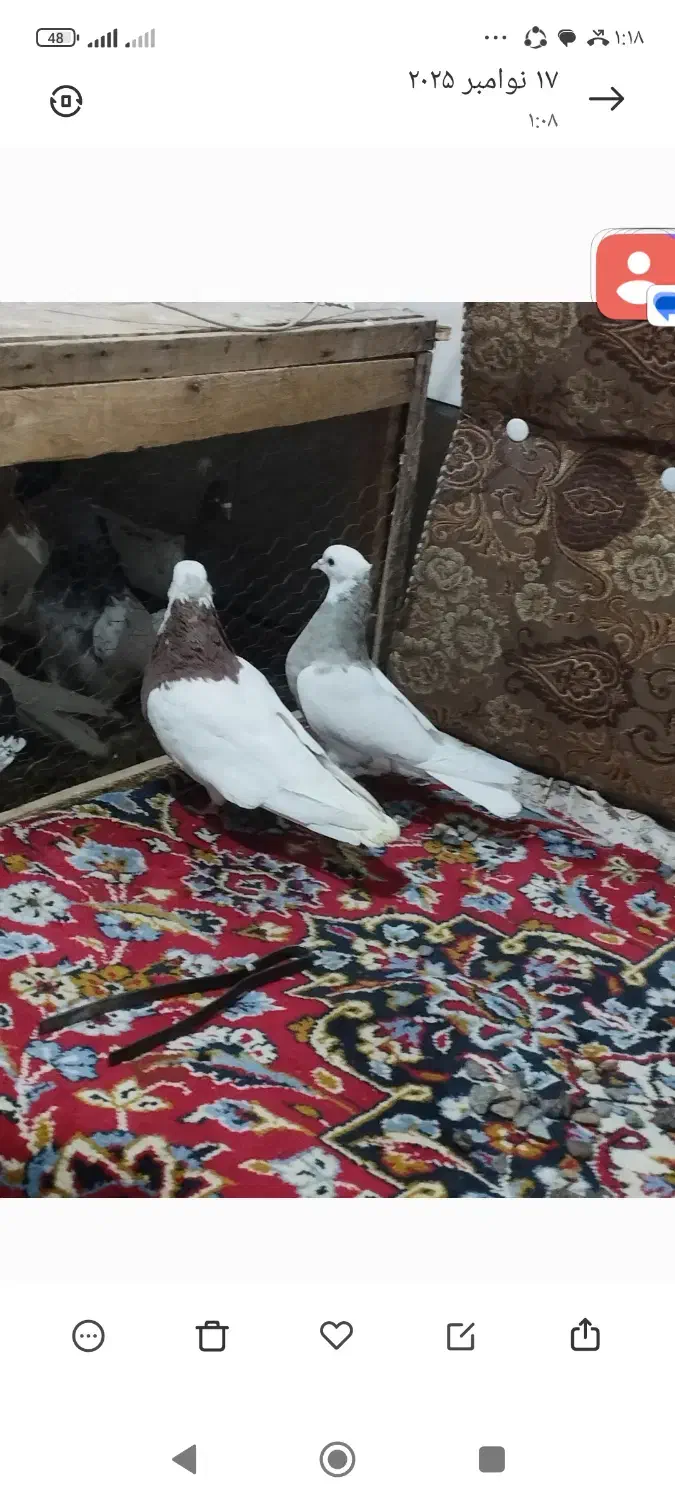 کبوتر رنگی نقش|پرنده|میانه, |دیوار