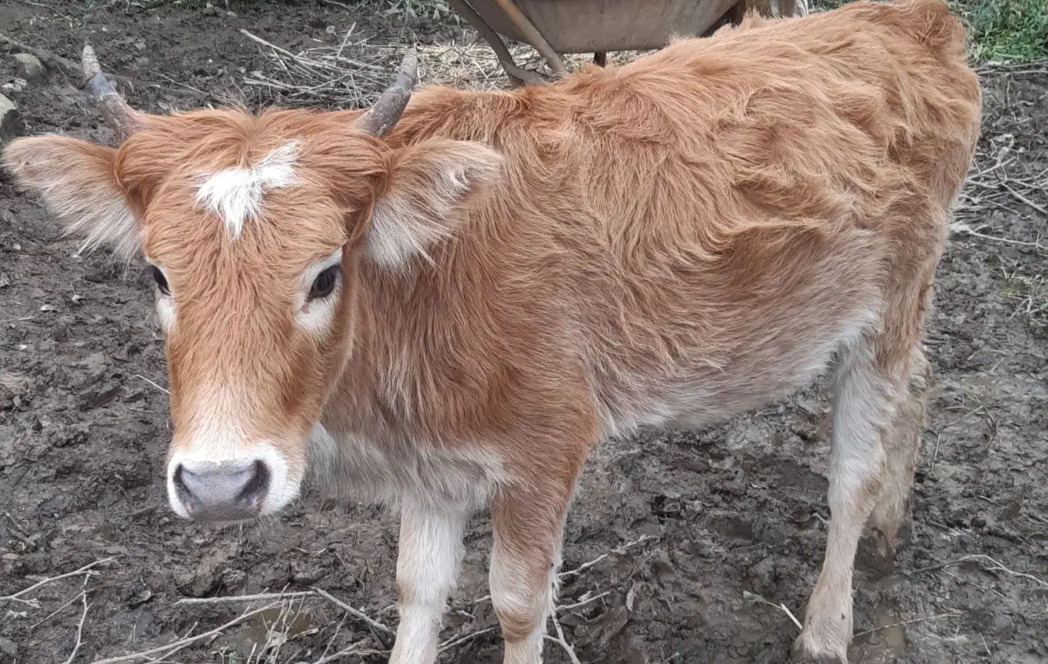 گوساله ماده|حیوانات مزرعه|شفت, |دیوار