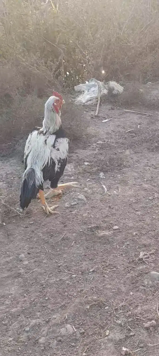 لاری صابونی نژاد دار|پرنده|پارسآباد, |دیوار