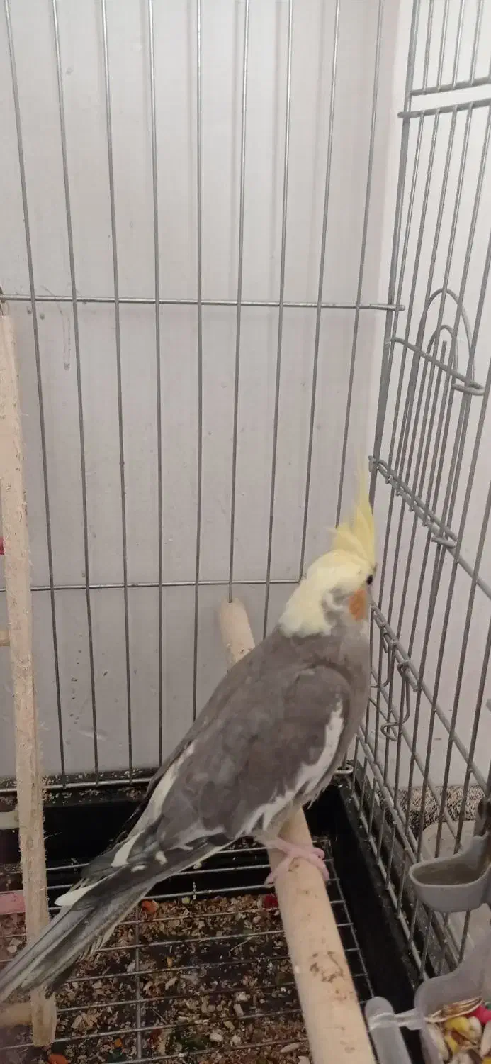 عروس هلندی طوطی|پرنده|محمدشهر, محمدشهر|دیوار