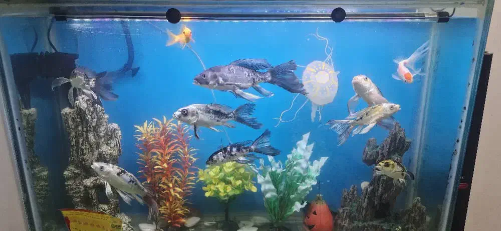 ماهی کوی سوپرباله|ماهی|چهاردانگه (تهران), |دیوار