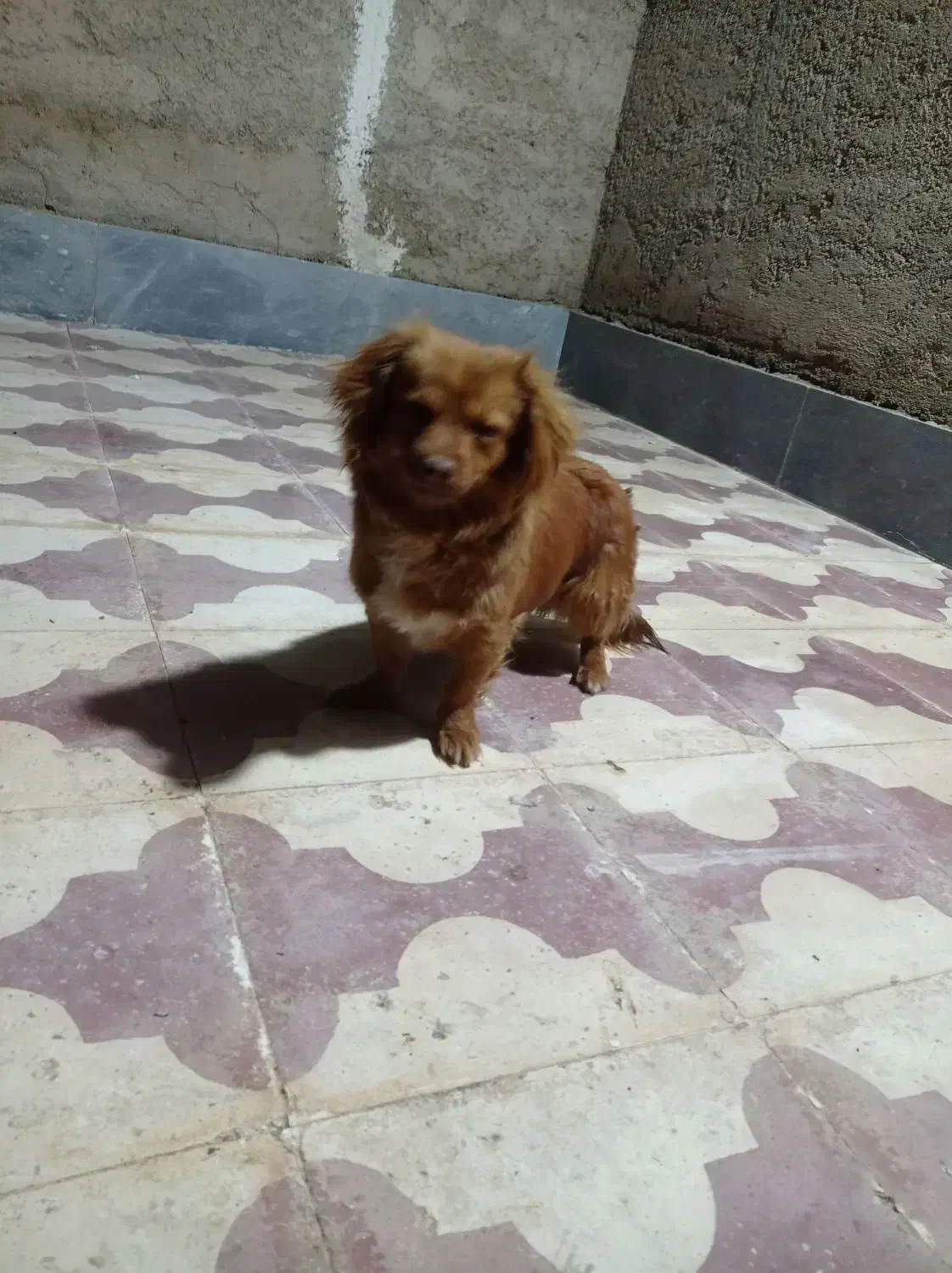 توله ماده نژاد میکس شیتزو با اشتبیز|سگ|شیراز, بید زرد|دیوار