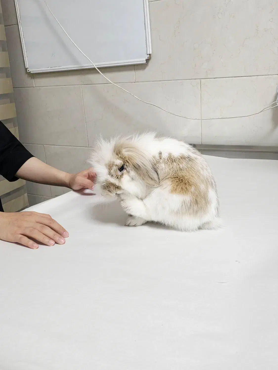 خرگوش گمشده|حیوانات|مرودشت, فرهنگ|دیوار