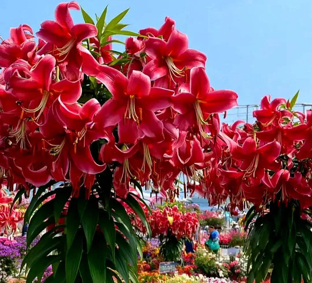 باغ انگور|فروش خانه و ویلا|بیضا, |دیوار