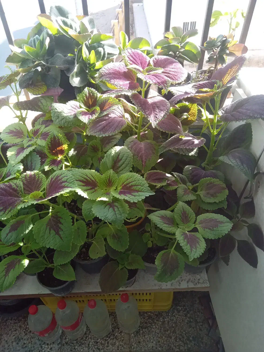 گلهای زیبا وسالم ۴۰هزار|گل و گیاه طبیعی|هشتگرد, فاز ۷ مهستان|دیوار