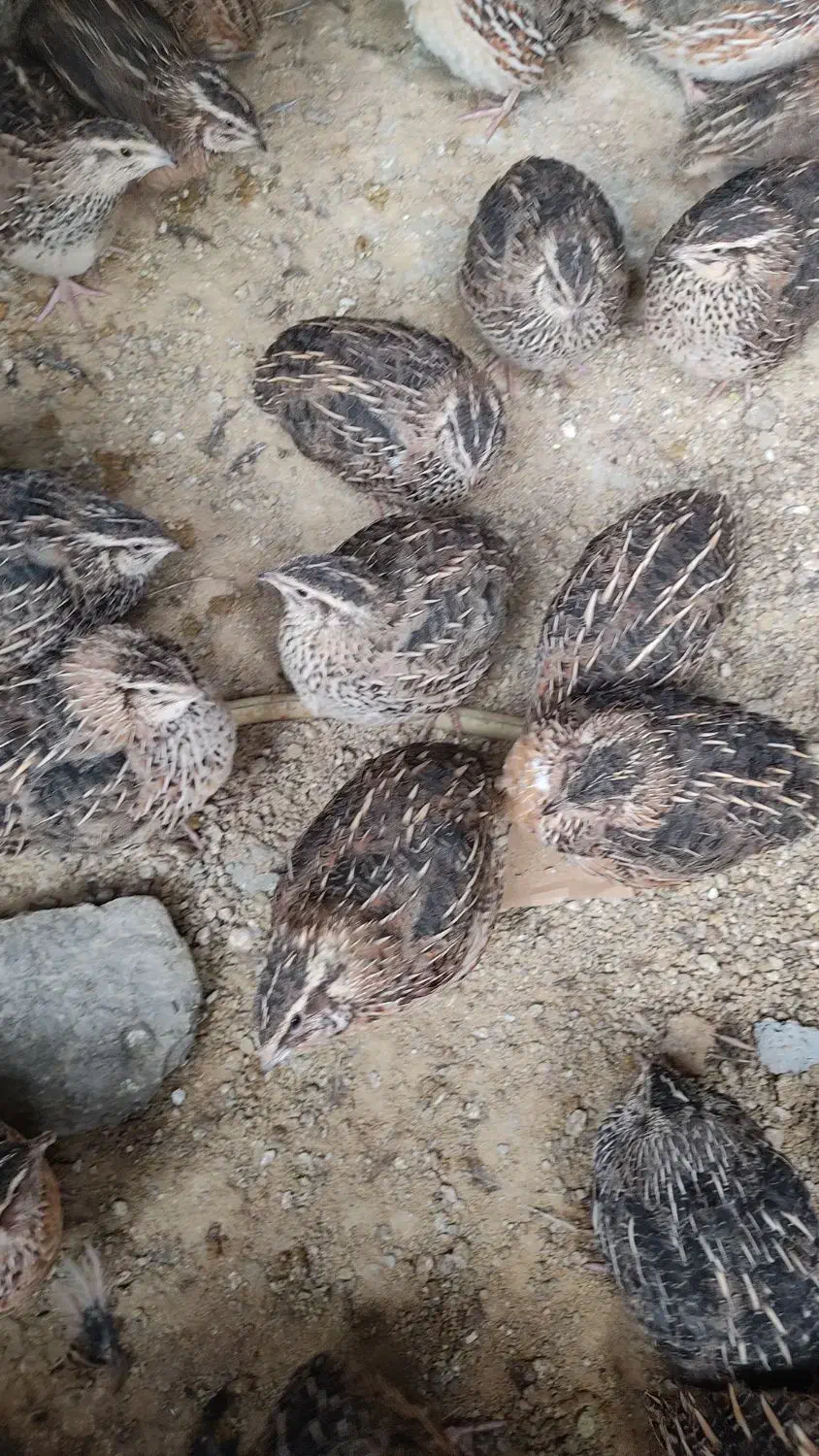 بلدرچین گوشتی و تخمگذار|حیوانات مزرعه|سمیرم, |دیوار