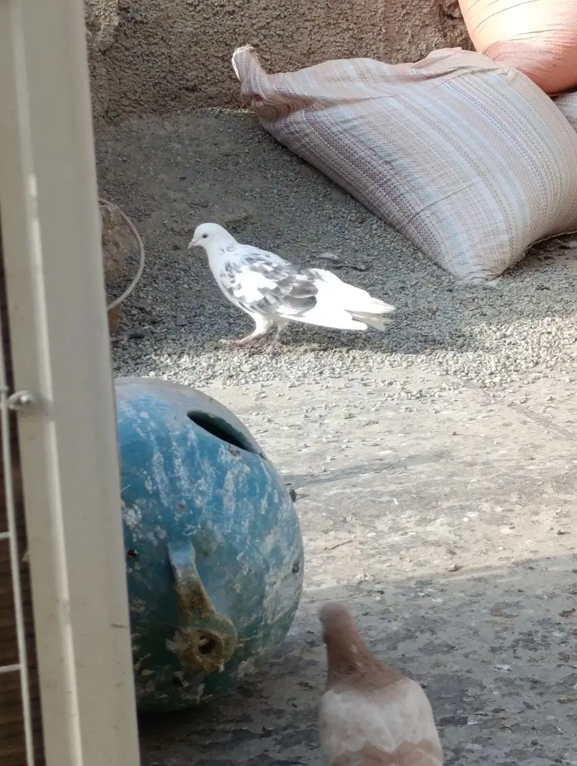 کفتر همه چی تموم|پرنده|مشکین‌دشت, |دیوار