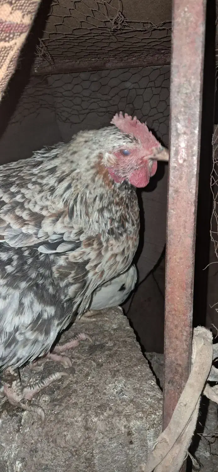 مرغ گلین|حیوانات مزرعه|فولادشهر, فولادشهر|دیوار