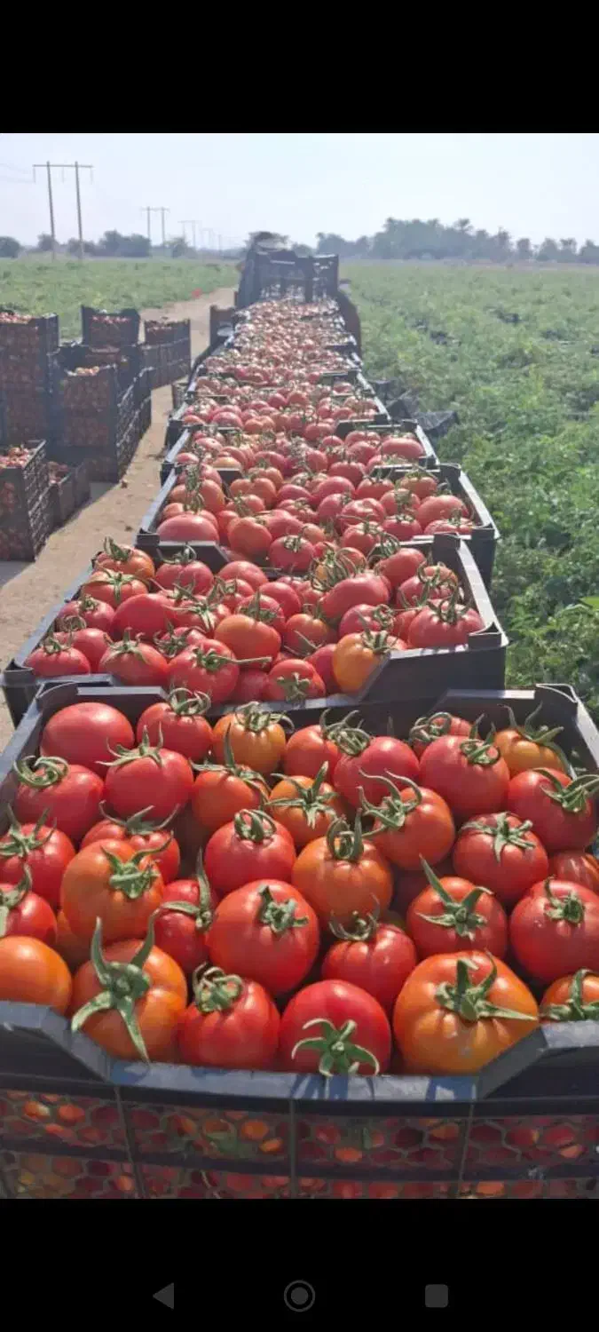 گوجه فرنگی|عمدهفروشی|آبدان, |دیوار