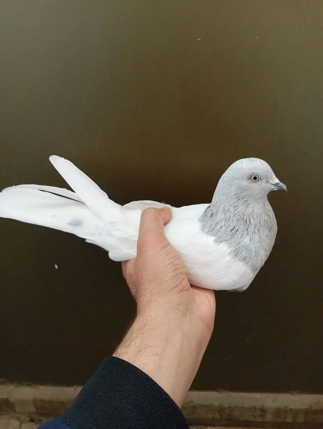 ماده درشت زینتی|پرنده|بانه, |دیوار