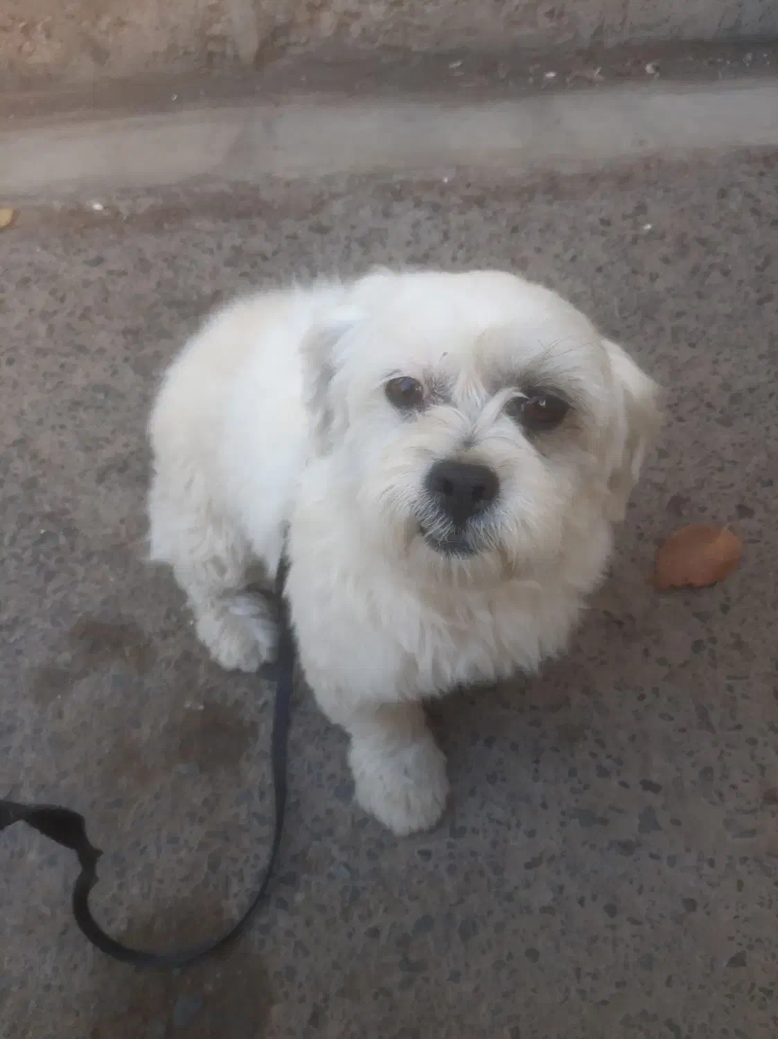 سگ ماده خوشگل|سگ|هشتگرد, شهرک بعثت|دیوار