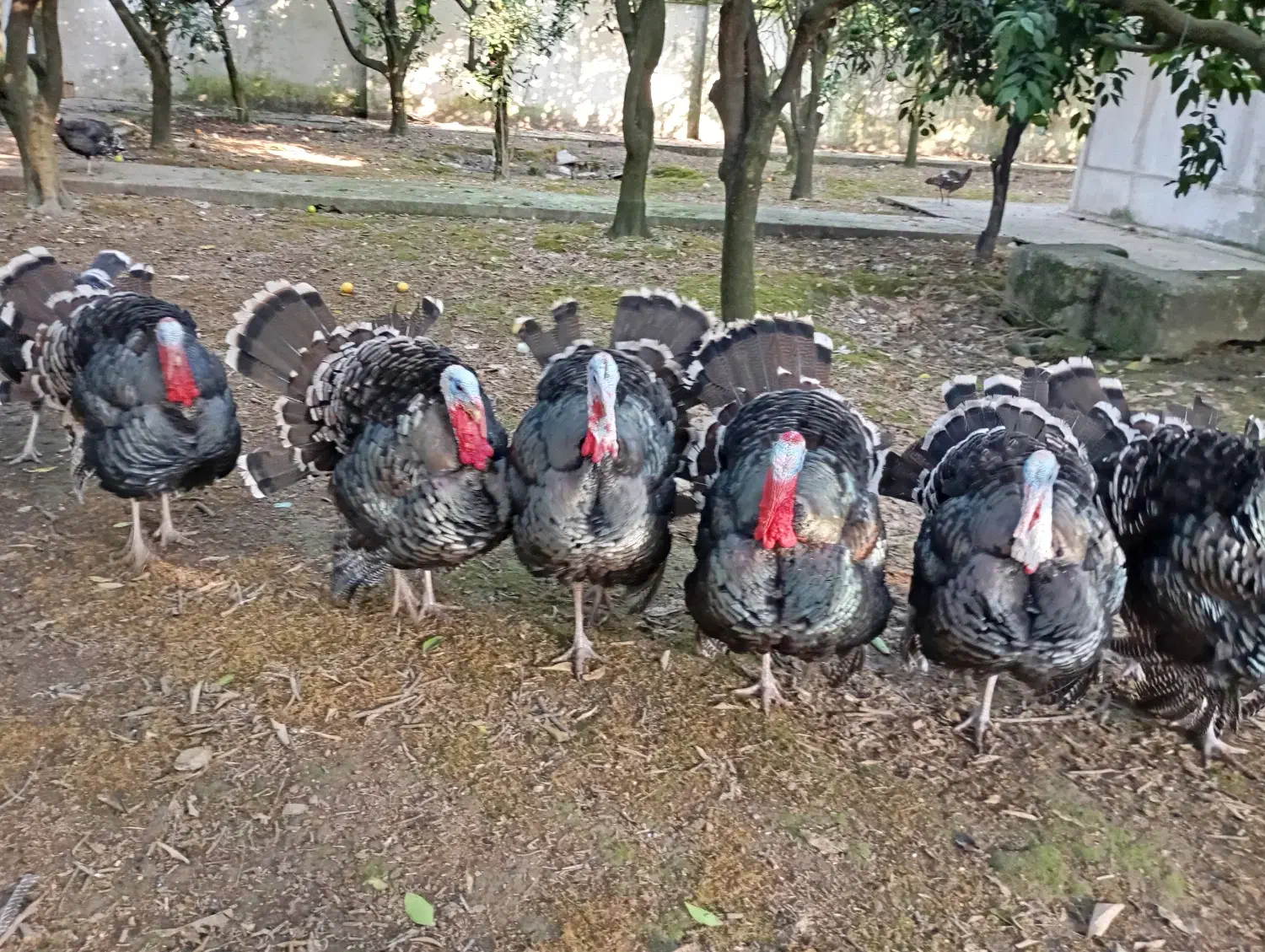 بوقلمون نر برنز|حیوانات مزرعه|هادی شهر, |دیوار