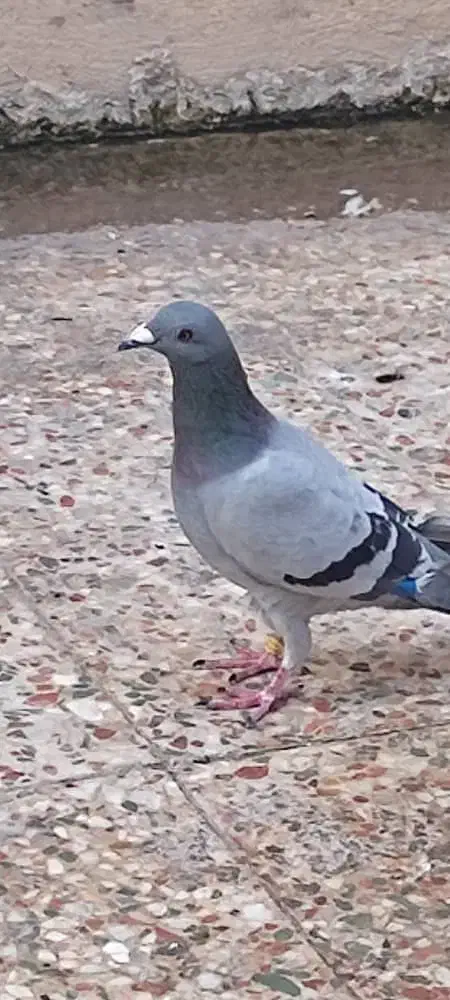 کبوتر پلاکی|پرنده|بندر گناوه, |دیوار