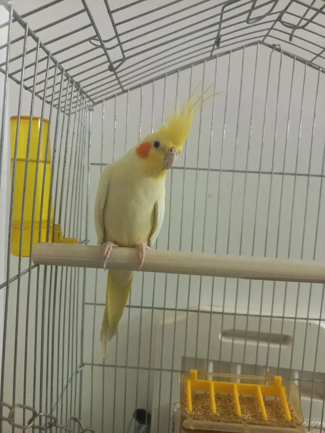 عروس هلندی خشگل کشیده لوتینو|پرنده|مشهد, امیریه|دیوار